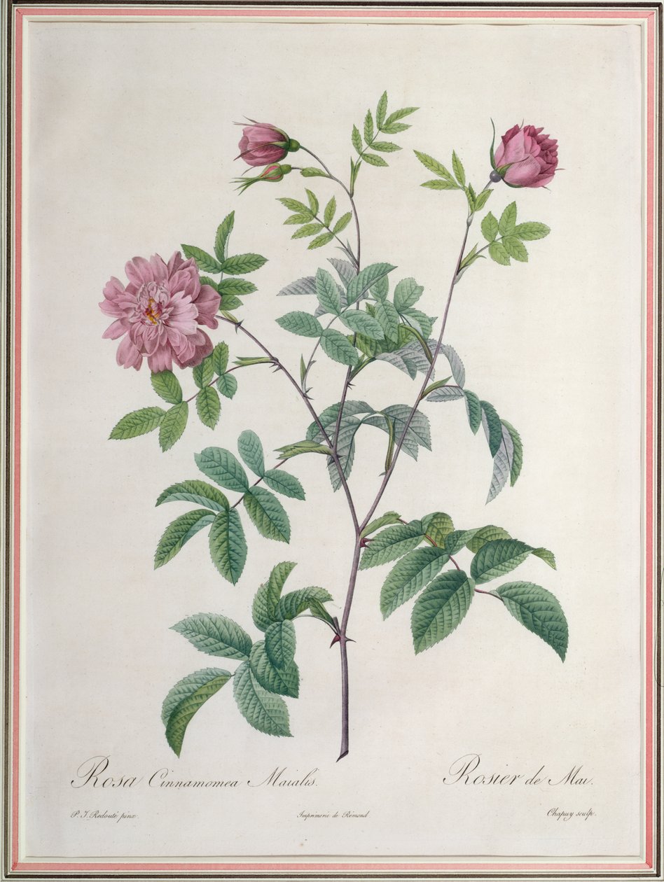 Rosa Cinnamomea Maialis, kaiverrus Chapuy, julkaisija Remond tekijältä Pierre Joseph Redouté