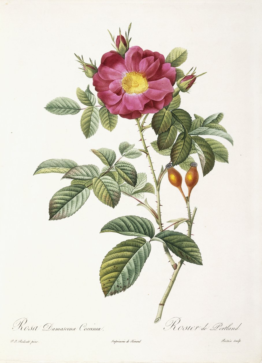 Rosa Damascena Coccina tekijältä Pierre Joseph Redouté