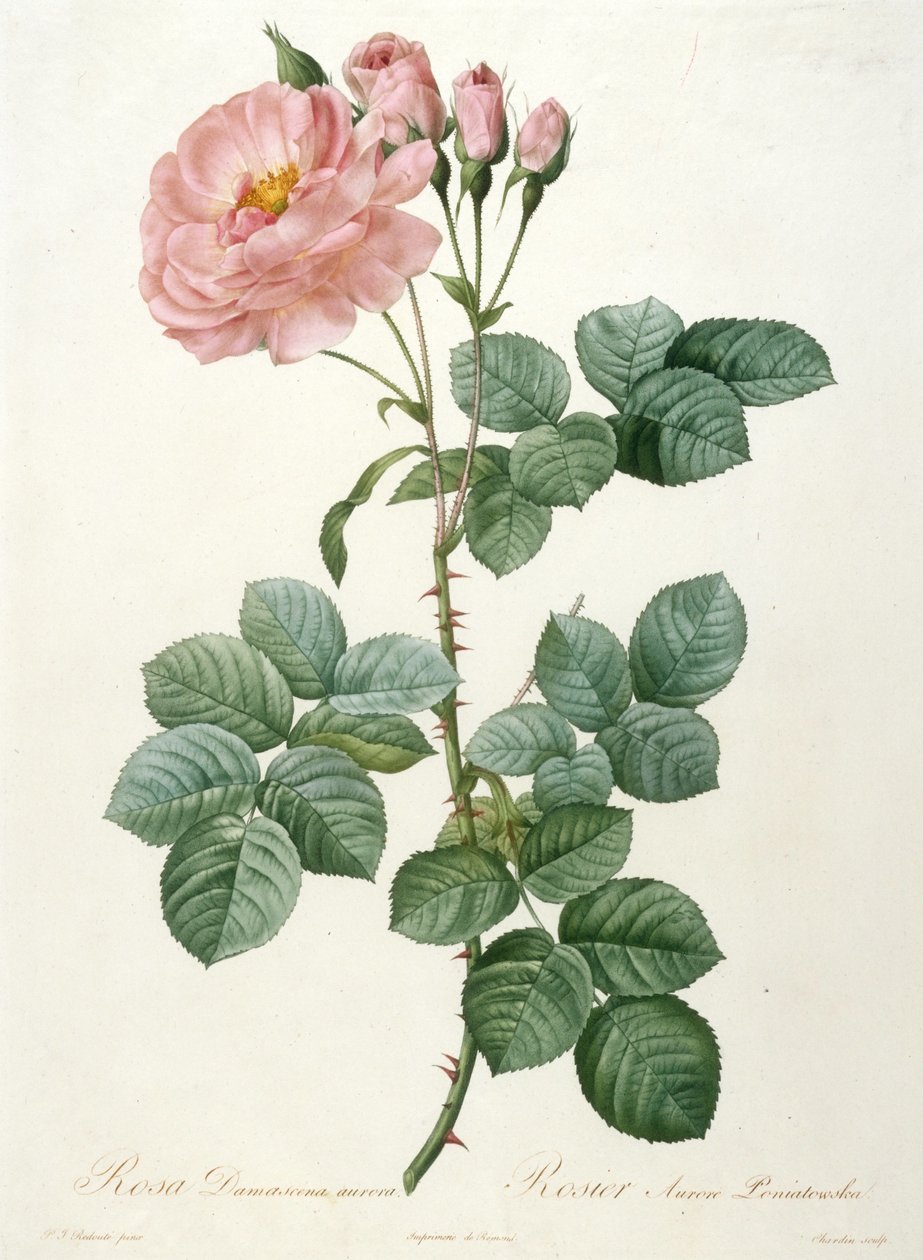 Rosa Damascena aurora, Rosier Aurore Poniatowska La Couronne de rosesista, 1817-1824. tekijältä Pierre Joseph Redouté