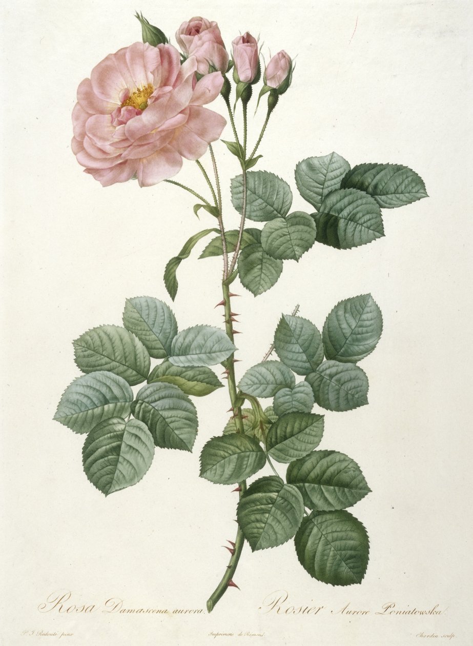 Rosa Damascena aurora, Rosier Aurore Poniatowska, La Couronne Des Roses, 1817-1824 (käsinvärinen pistekaiverrus) tekijältä Pierre Joseph Redouté