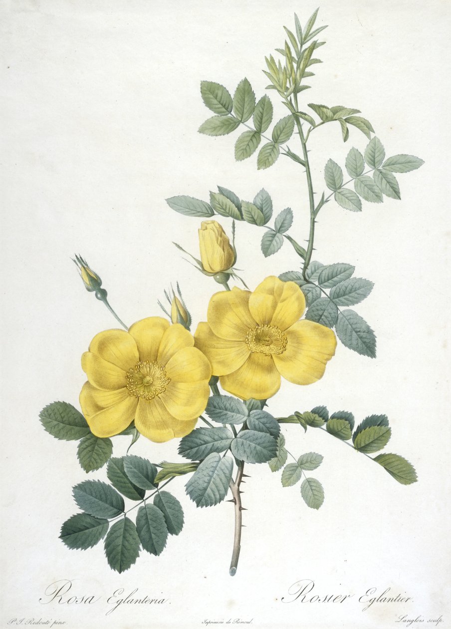 Rosa Eglanteria, Rosier Eglantier, Les Roses, 1817-24 (käsinvärinen pistekaiverrus) tekijältä Pierre Joseph Redouté
