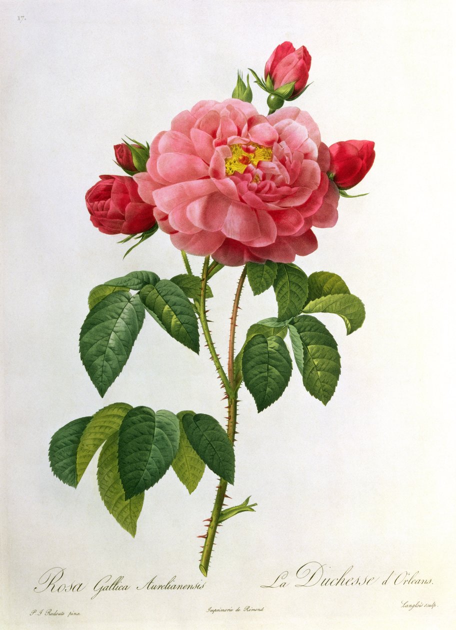 Rosa Gallica Aurelianensis, kaivertaja Eustache Hyacinthe Langlois (1777-1837). tekijältä Pierre Joseph Redouté