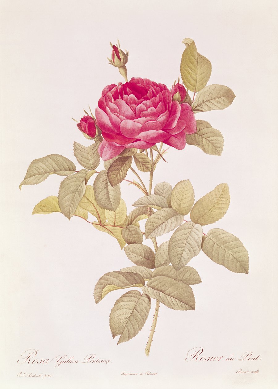 Rosa Gallica Pontiana, Claude Antoine Thoryn (1757-1827) Les Rosesista, kaiverrettu Eustache Hyacinthe Langlois (1777-1837) tekijältä Pierre Joseph Redouté