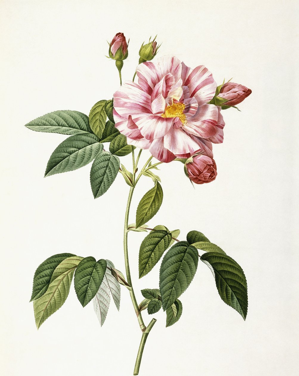Rose Gallica Versicolor tekijältä Pierre Joseph Redouté