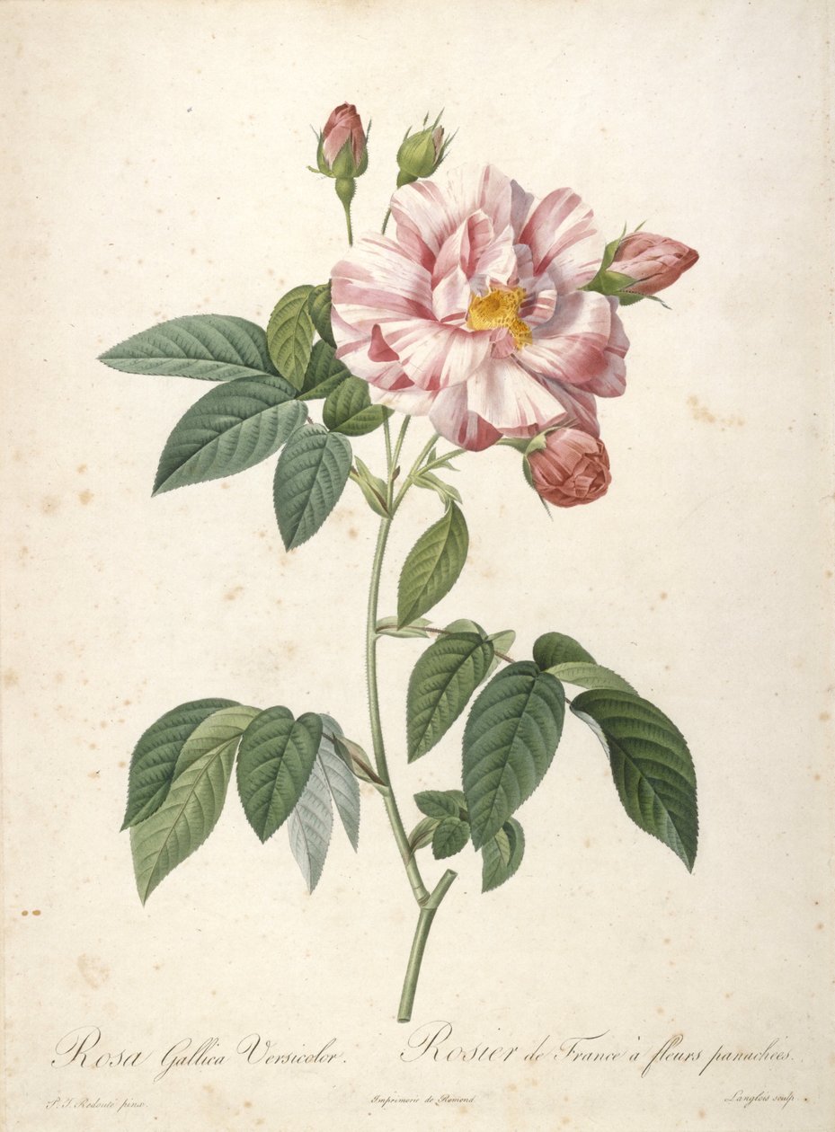 Rosa Gallica Versicolor, Rosier de France a fleurs panachees, Les Roses, 1817-24 (käsinvärinen pistekaiverrus) tekijältä Pierre Joseph Redouté