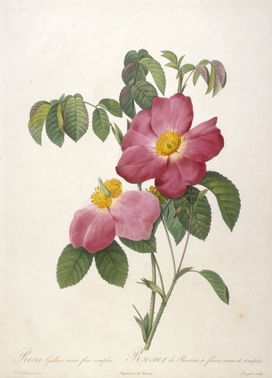 Rosa Gallica rosea flore simplici, Rosier de Provins a fleurs roses et simples, La Couronne Des Roses, 1817-24 (käsinvärinen pistekaiverrus) tekijältä Pierre Joseph Redouté