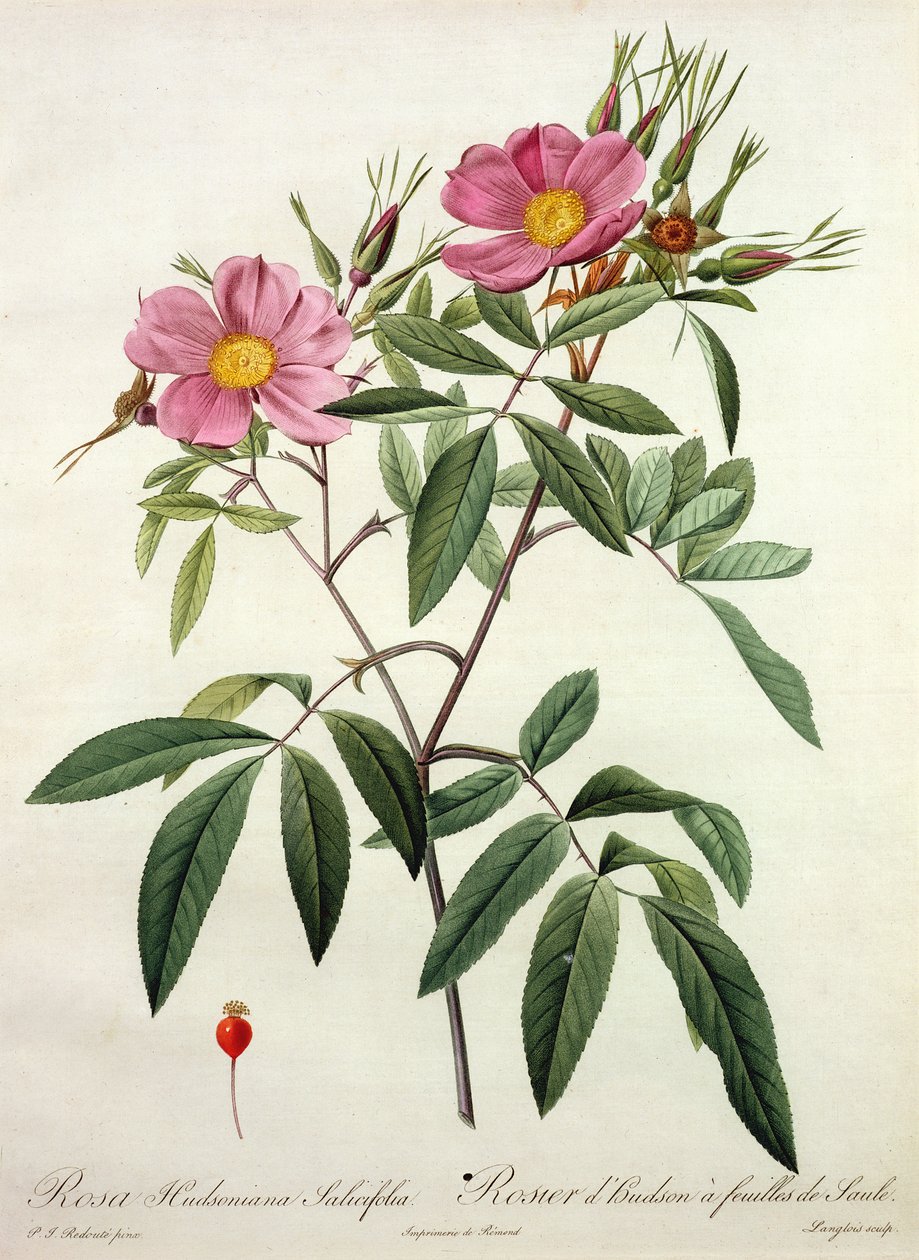 Rosa Hudsoniana Salicifolia, kaiverrus Langlois, julkaisija Remond tekijältä Pierre Joseph Redouté
