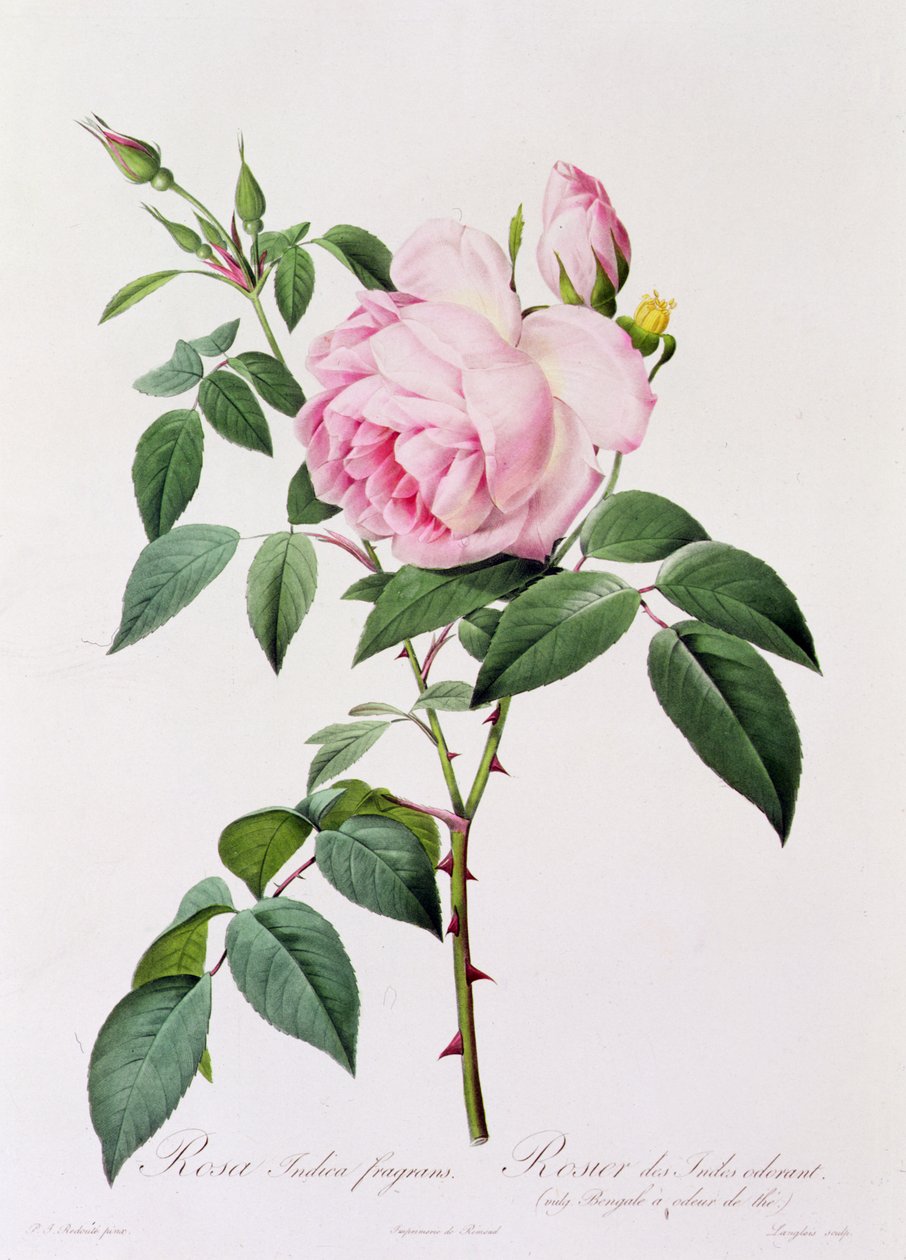 Rosa Indica Fragans (värillinen kaiverrus) tekijältä Pierre Joseph Redouté