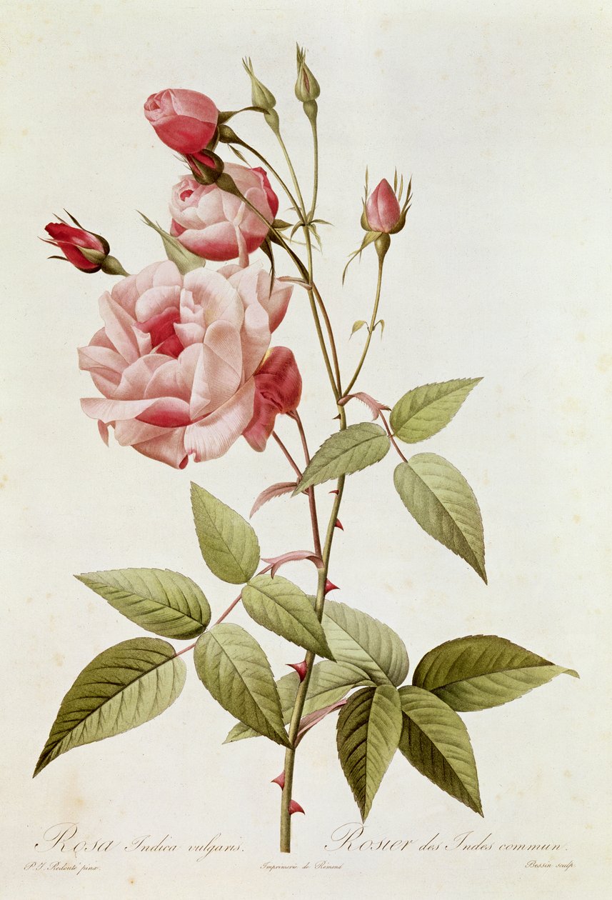 Rosa Indica Vulgaris, Claude Antoine Thoryn (1757-1827) Les Rosesista, kaiverrus Eustache Hyacinthe Langlois (1777-1837) 1817 tekijältä Pierre Joseph Redouté