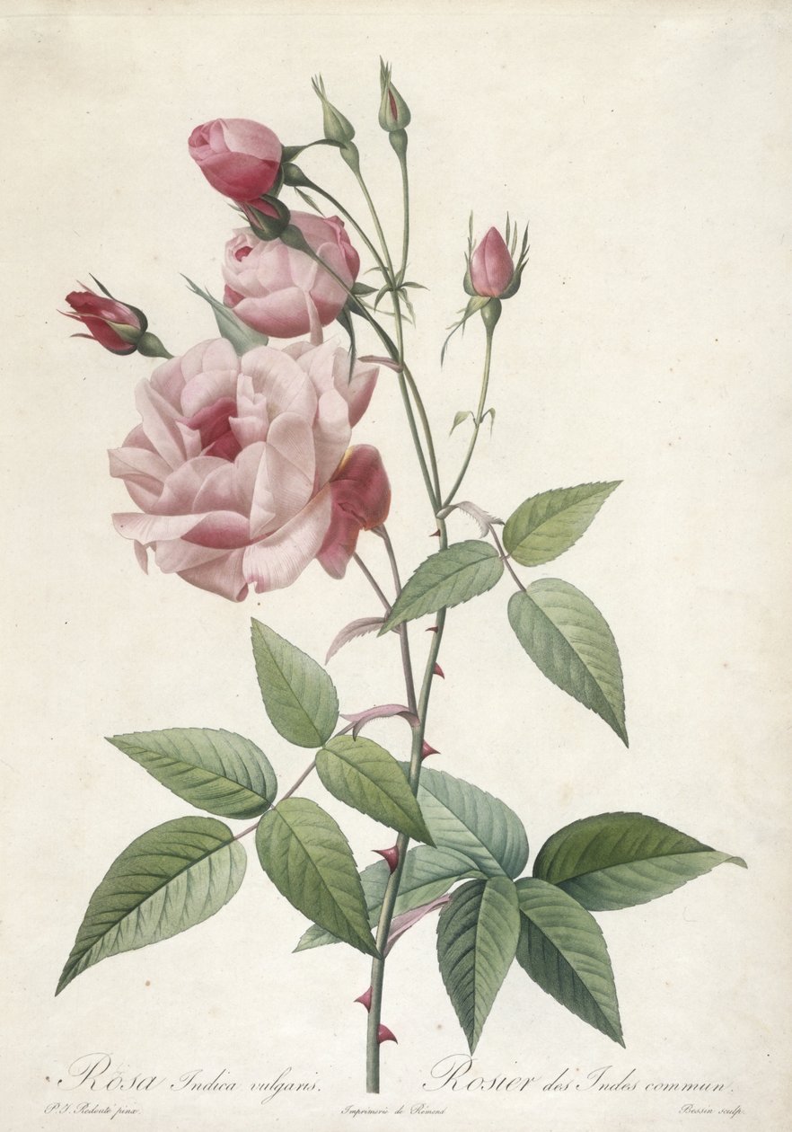Rosa Indica vulgaris, Intian ruusu, Les Roses, 1817-24 (käsinvärinen pistekaiverrus) tekijältä Pierre Joseph Redouté