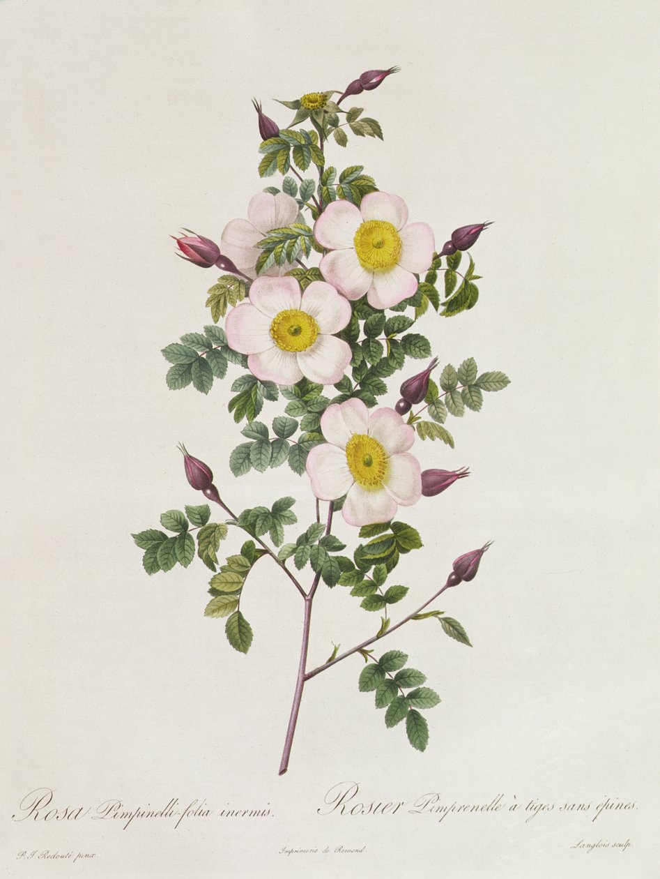 Rosa Pimpinelli-Folia Inermis tekijältä Pierre Joseph Redouté