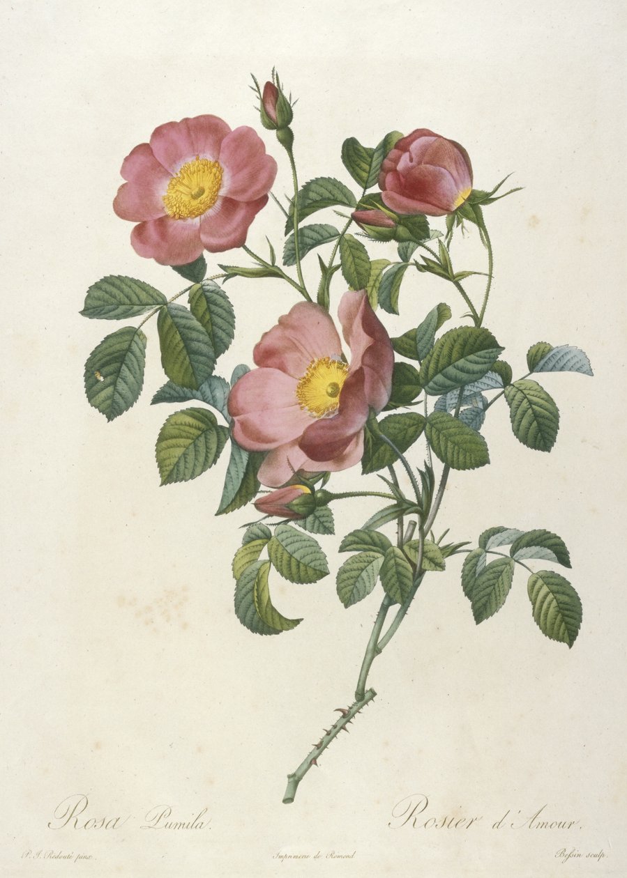Rosa Pumila, Rosier dAmour, La Couronne Des Roses, 1817-24 (käsinvärinen pistekaiverrus) tekijältä Pierre Joseph Redouté