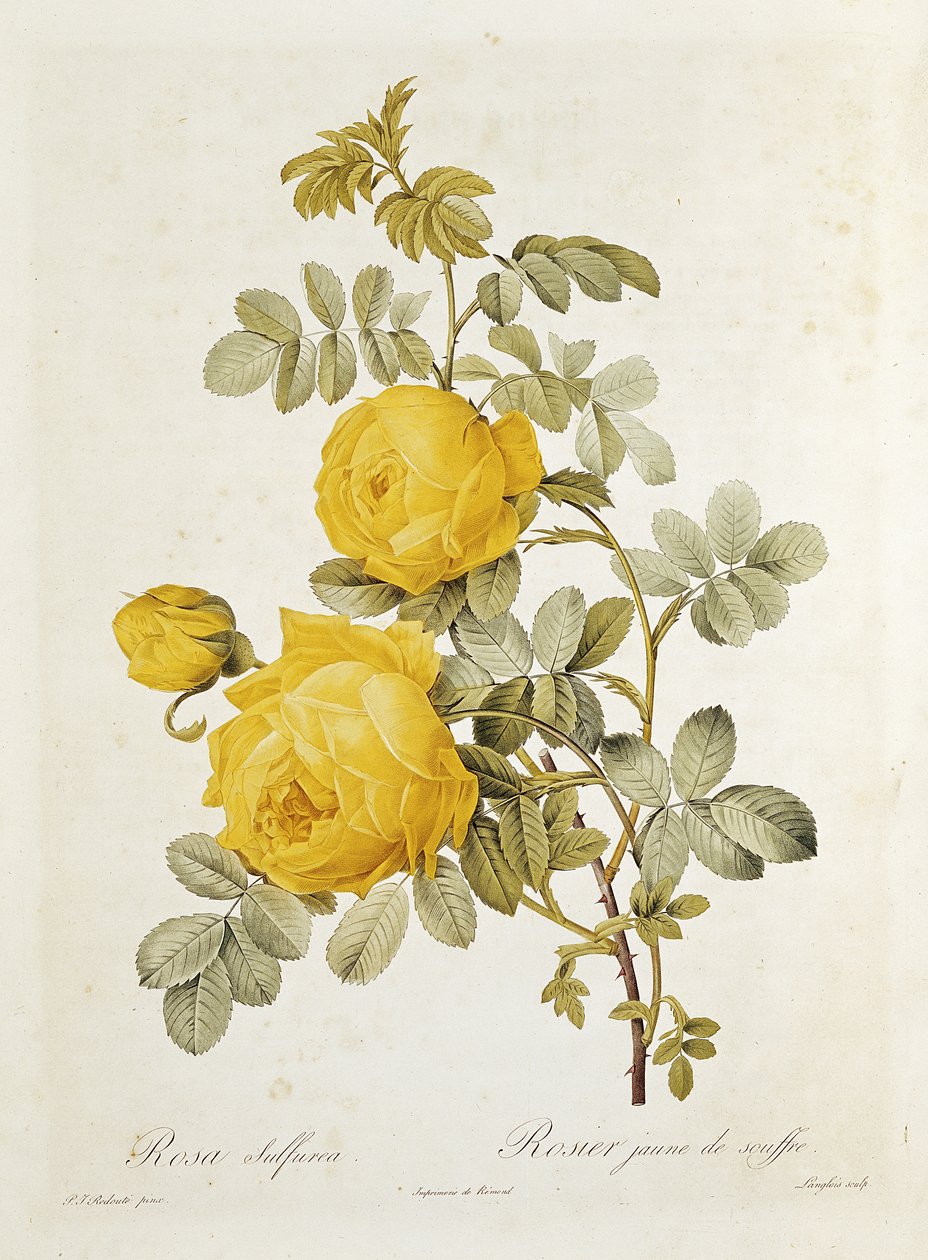 Rosa Sulfurea (keltainen ruusu) Claude Antoine Thoryn (1757-1827) teoksesta "Les Roses", kaiverrettu Eustache Hyacinthe Langlois
