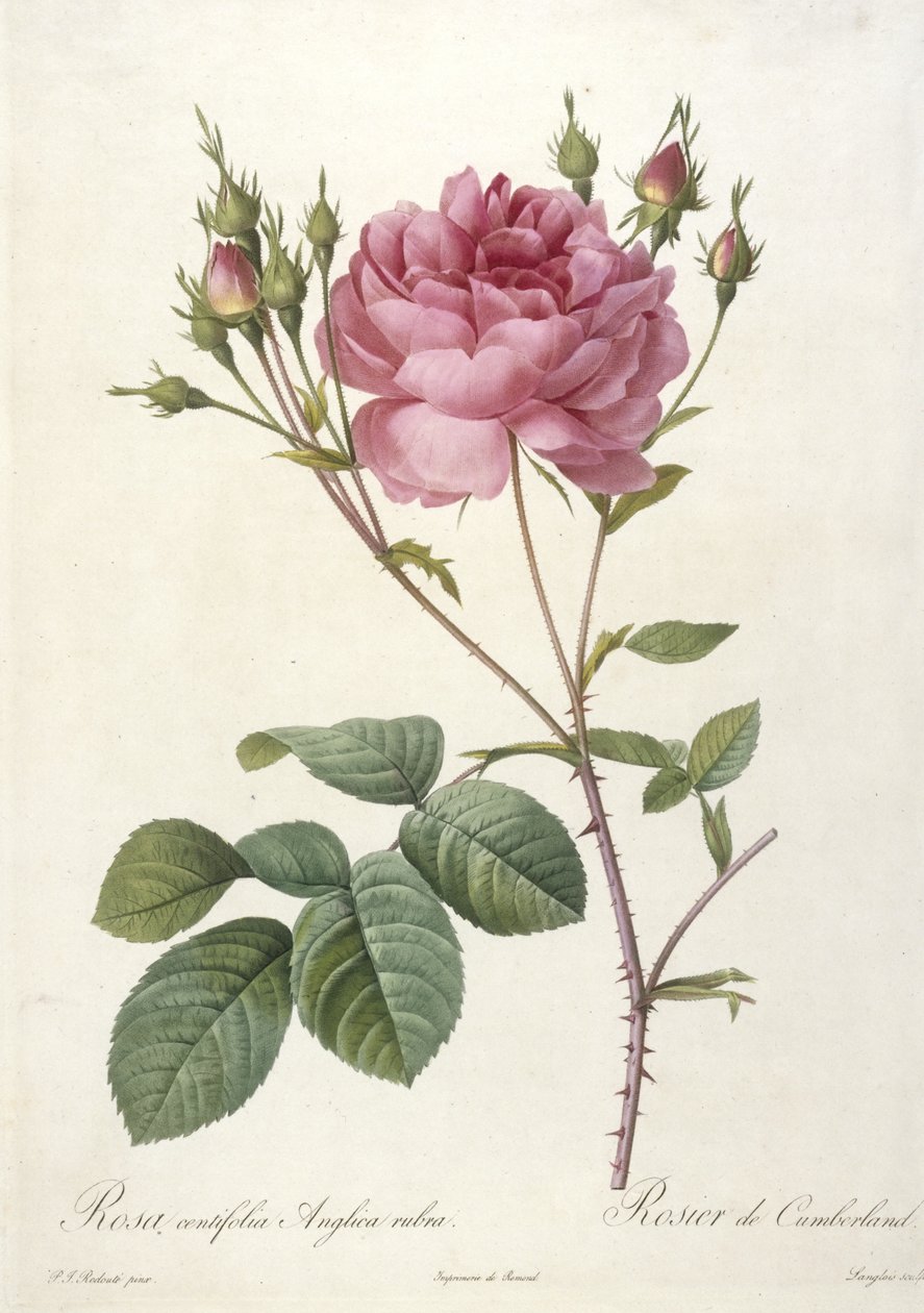 Rosa centifolia Anglica rubra, Rosier de Cumberland, Les Roses, 1817-24 (käsinvärinen pistekaiverrus) tekijältä Pierre Joseph Redouté