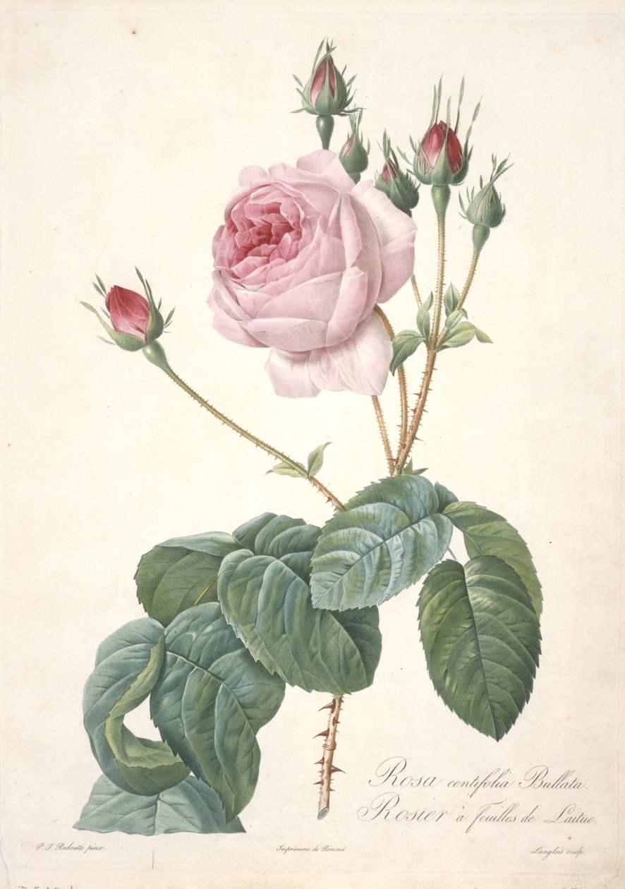 Rosa centifolia Bullata, ruusupensas salaatinlehdillä, Les Roses, 1817-24 (käsinvärinen pistekaiverrus) tekijältä Pierre Joseph Redouté
