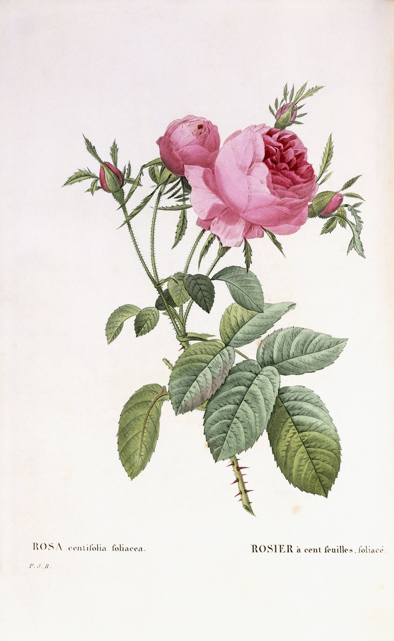 Rosa centifolia foliacea tekijältä Pierre Joseph Redouté