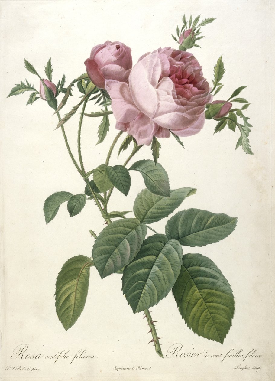 Rosa centifolia foliacea, Rosier a cent feuilles, lehti, Les Roses, 1817-24 (käsinvärinen pistekaiverrus) tekijältä Pierre Joseph Redouté