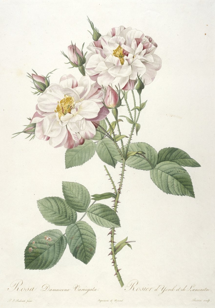 Rosa damascene variegata, Rosier d’Yorck et de Lancastre, La Couronne des Roses, 1817-24 (käsinvärinen pistekaiverrus) tekijältä Pierre Joseph Redouté