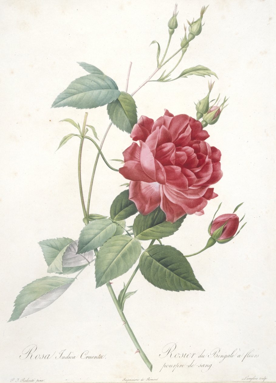 Rosa indica cruenta, Bengalin ruusu verenpunaisilla kukilla, Les Roses, 1817-24 (käsinvärinen pistekaiverrus) tekijältä Pierre Joseph Redouté