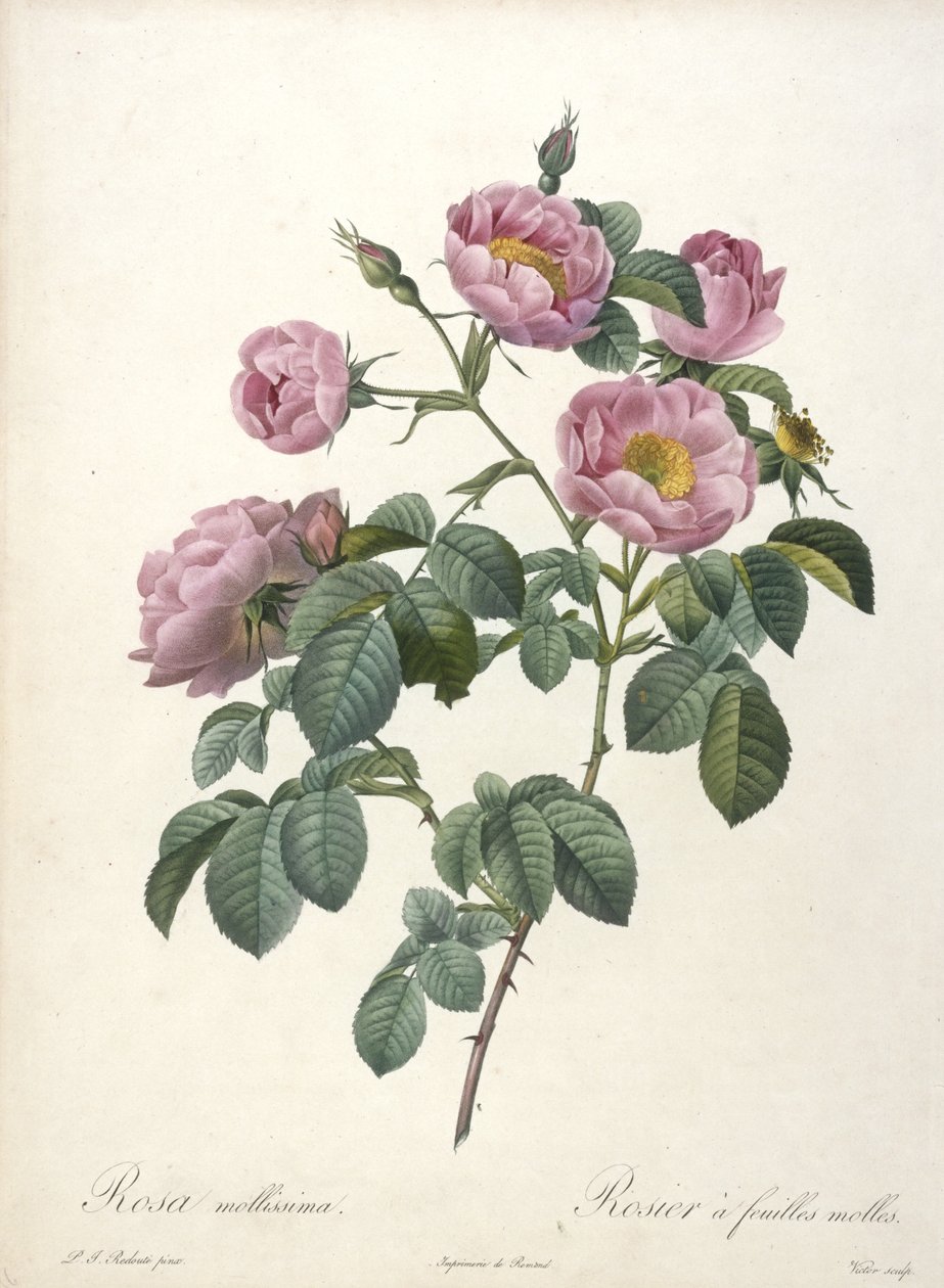 Rosa mollissima, Pehmeä ruusu, Les Roses, 1817-24 (käsinvärinen pistekaiverrus) tekijältä Pierre Joseph Redouté