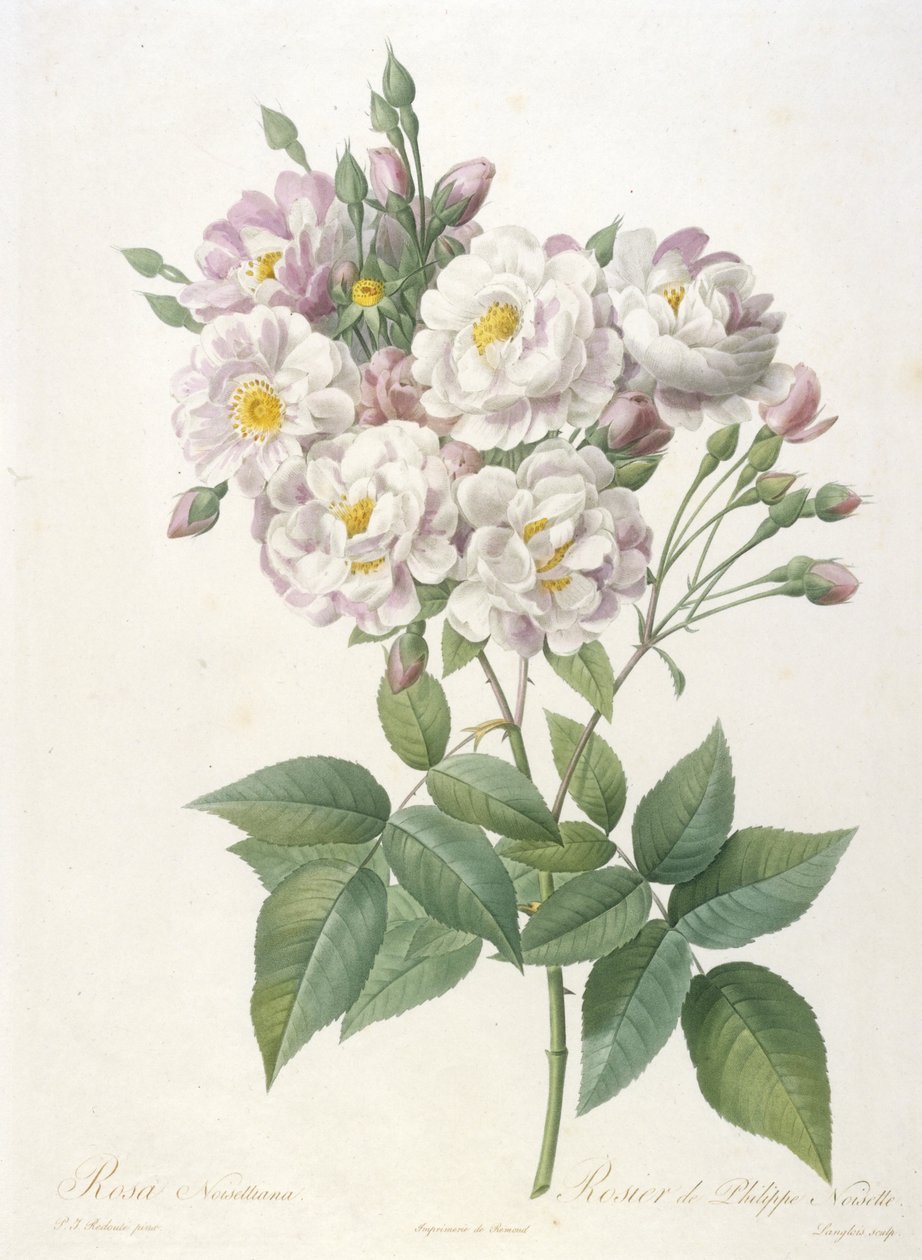 Rosa noisettiana, Rosier de Philippe de Noisette, La Couronne des Rosesista, 1817-24 (käsinvärinen pistekaiverrus) tekijältä Pierre Joseph Redouté