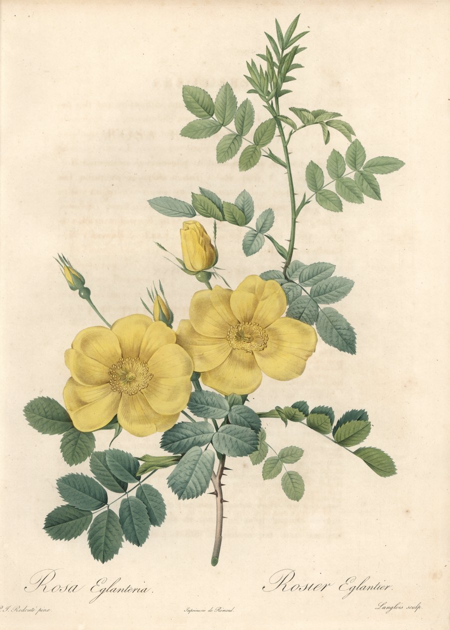 Rosa rubigineux keltaisilla ruusuilla (Rosa rubiginosa) - Eau forte de Langlois, perustuu Pierre Joseph Redouten (1759-1840) kuvaan Les Rosesista tekijältä Pierre Joseph Redouté