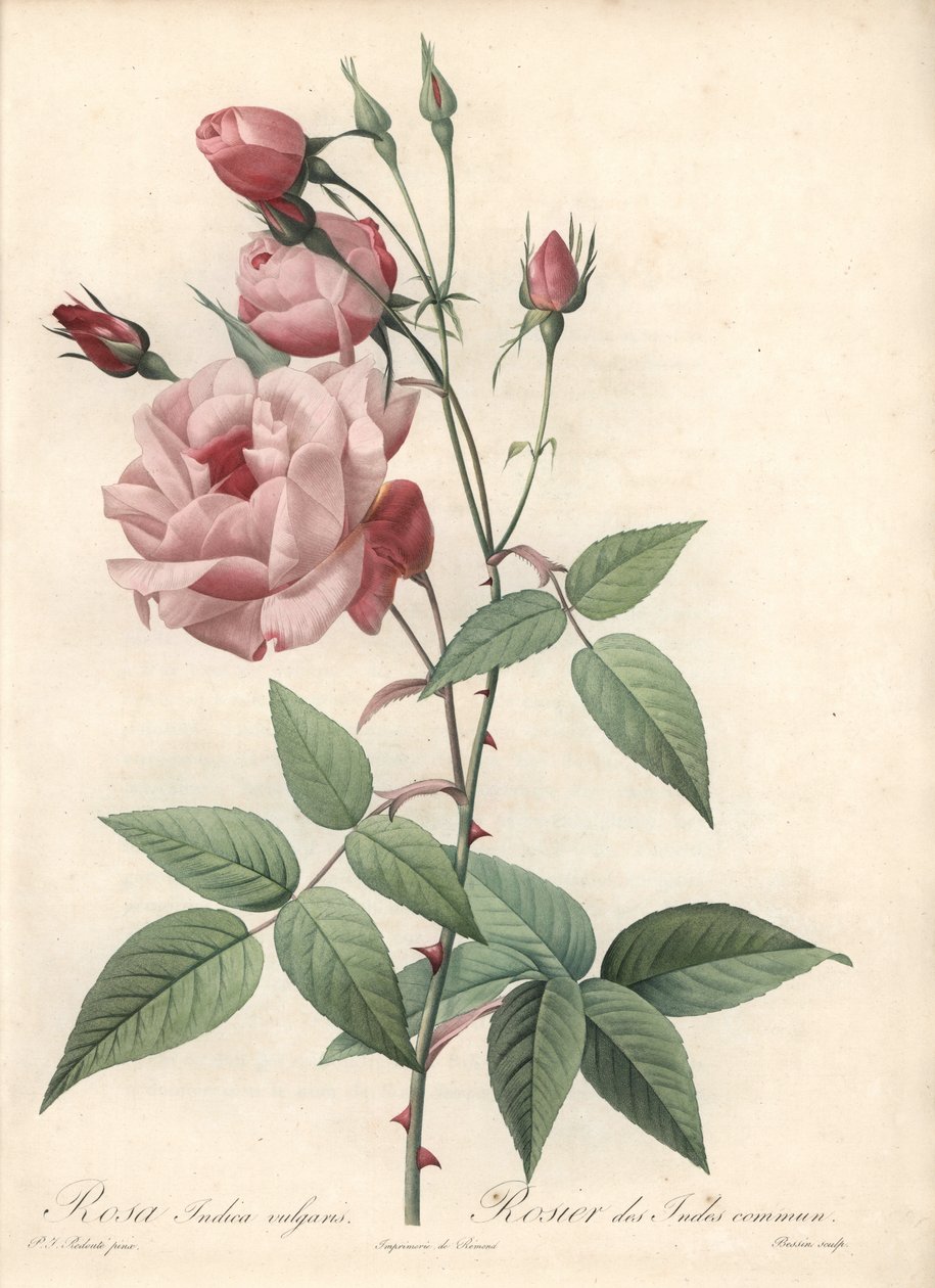 Rose Bengal Rose - Eau forte de Bessin, perustuu Pierre Joseph Redouten (1759-1840) kuvaan Les Rosesista tekijältä Pierre Joseph Redouté