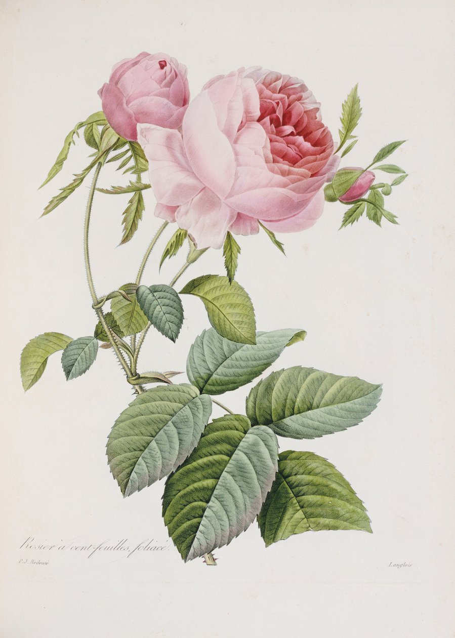 Ruusu, kaiverrus Eustache Hyacinthe Langlois tekijältä Pierre Joseph Redouté