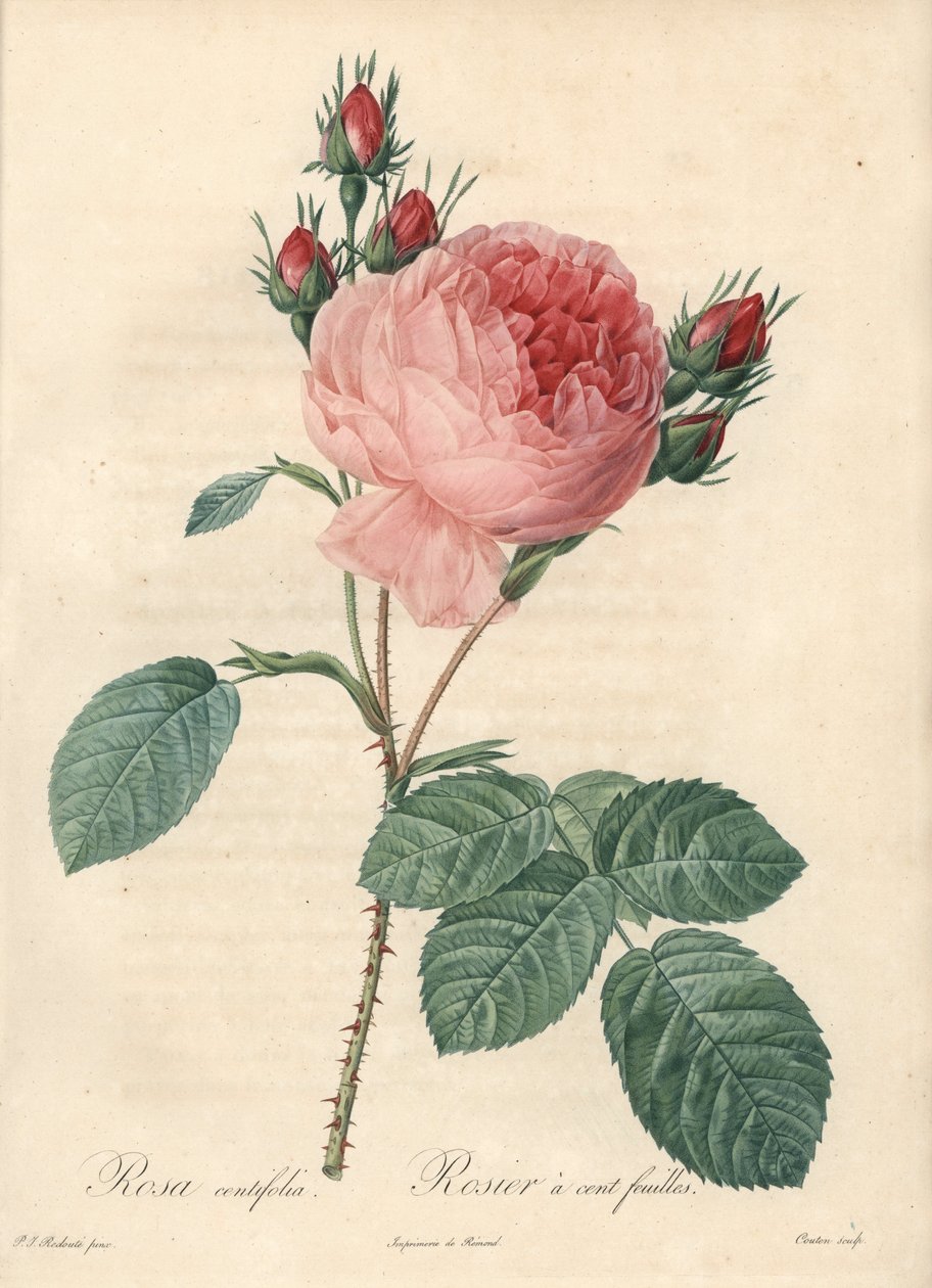 Ruusun satalehteä (sadanlehteä) - Charlinin Eau forte, joka perustuu Pierre Joseph Redouten (1759-1840) kuvaan Les Rosesista tekijältä Pierre Joseph Redouté