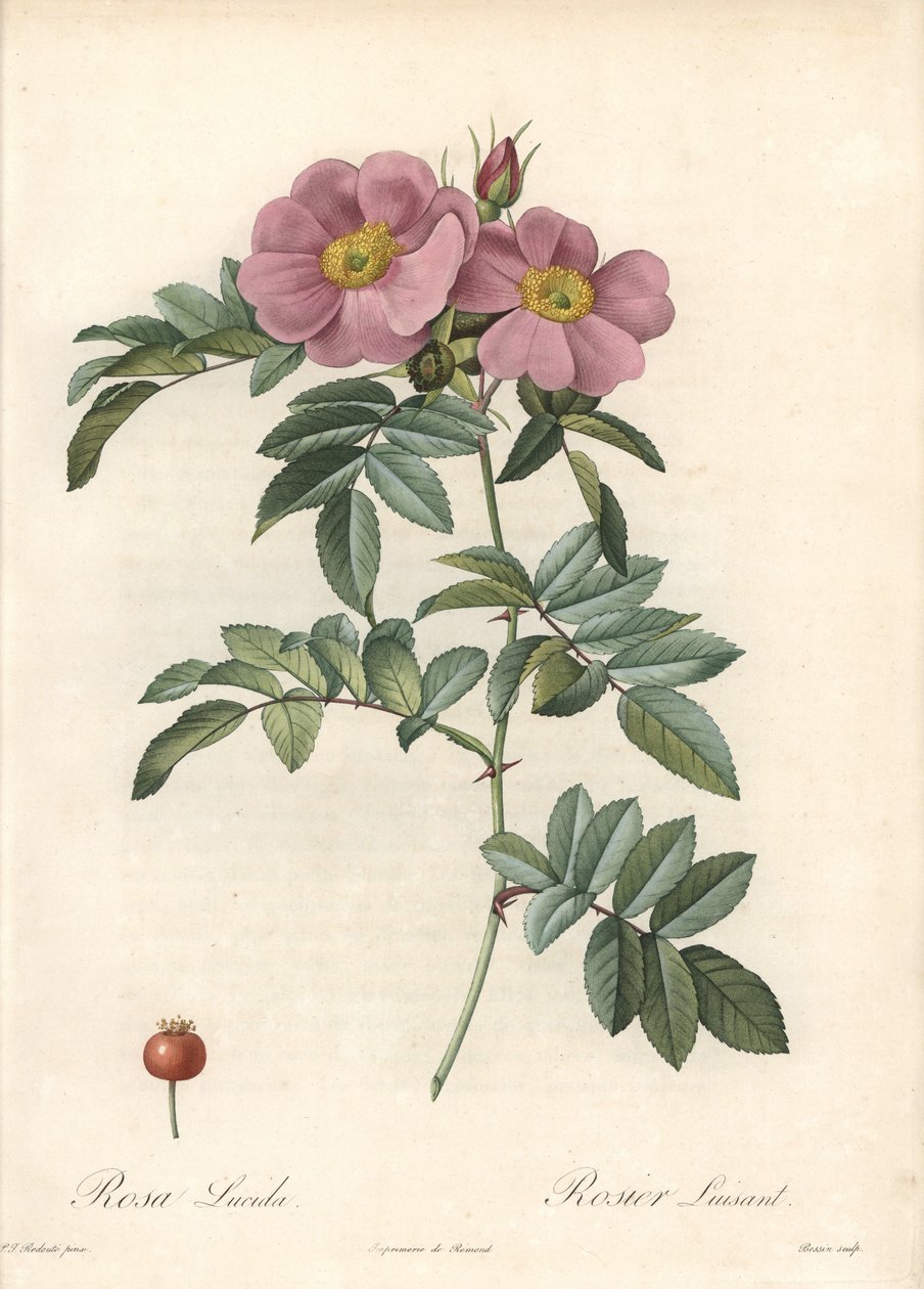 Virginian ruusu, vaaleanpunaiset kukat - Eau forte de Bessin, perustuu Pierre Joseph Redouten (1759-1840) kuvaan Les Rosesista tekijältä Pierre Joseph Redouté