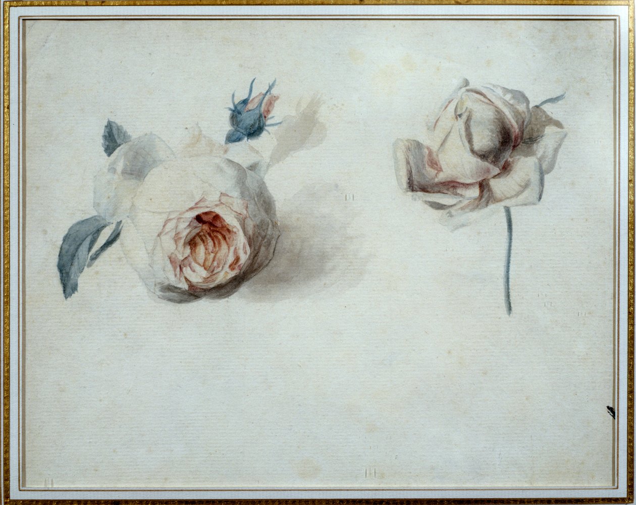 Pierre Joseph Redouten (1759-1840) ruusututkimus Vesiväri 1800-luvun Malmaison, linnamuseo. tekijältä Pierre Joseph Redouté