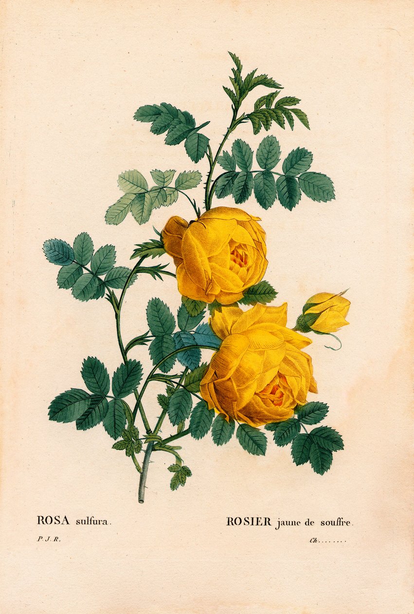 Ruusu rikki, Rosa hemisphaerica, keltainen ruusu rikki. Käsinvärinen pistekuparikaiverrus Pierre Joseph Redouten teoksesta Les Roses, Paris tekijältä Pierre Joseph Redouté