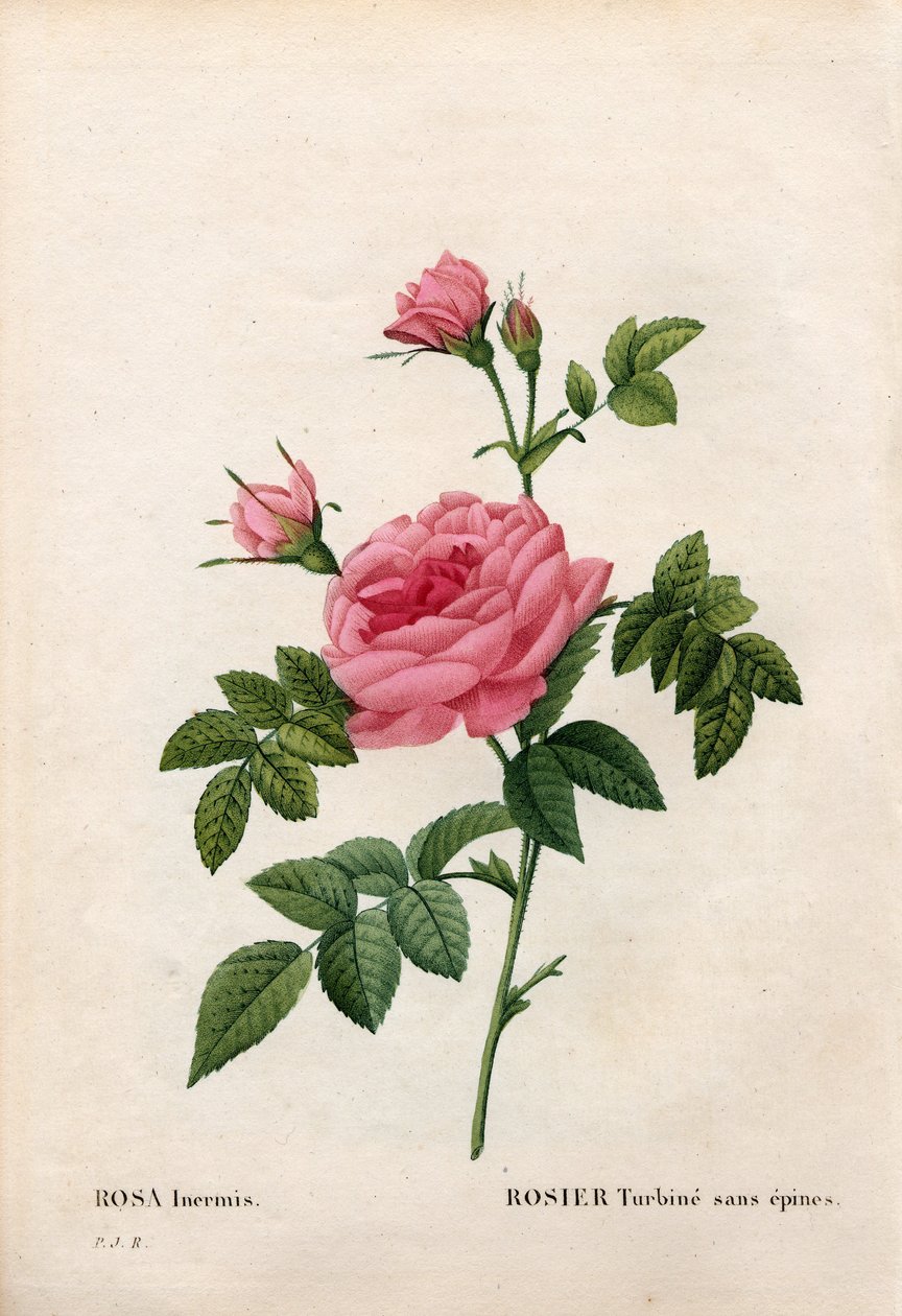 Ruusu ilman piikkejä, Rosa francofurtana -lajike, Rosier turbine sans thorn. Käsinvärinen pistekuparikaiverrus Pierre Joseph Redouten teoksesta Les Roses, Paris tekijältä Pierre Joseph Redouté