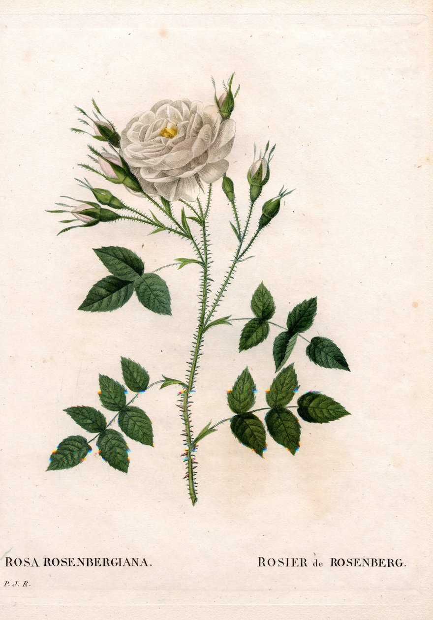 Rosenbergin ruusu, Rosa francofurtana -lajike, Rosier de Rosenberg. Käsinvärinen pistekuparikaiverrus Pierre Joseph Redouten teoksesta Les Roses, Paris tekijältä Pierre Joseph Redouté