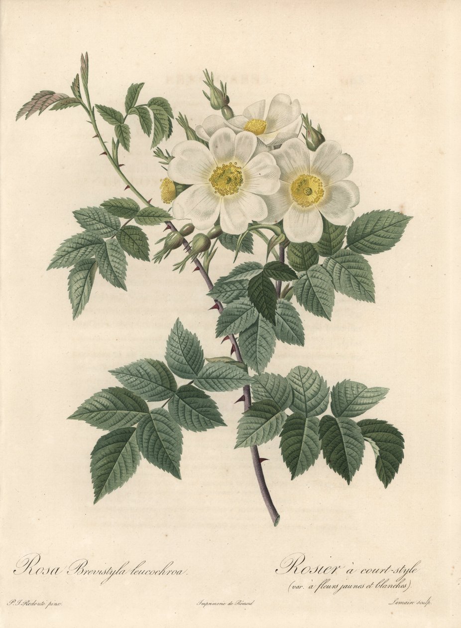 Rosier lyhyt tyyli, variete keltaisilla ja valkoisilla kukilla - Langlois Charlinin Eau forte, Pierre Joseph Redouten (1759-1840) kuvituksesta, ote Les Rosesista tekijältä Pierre Joseph Redouté