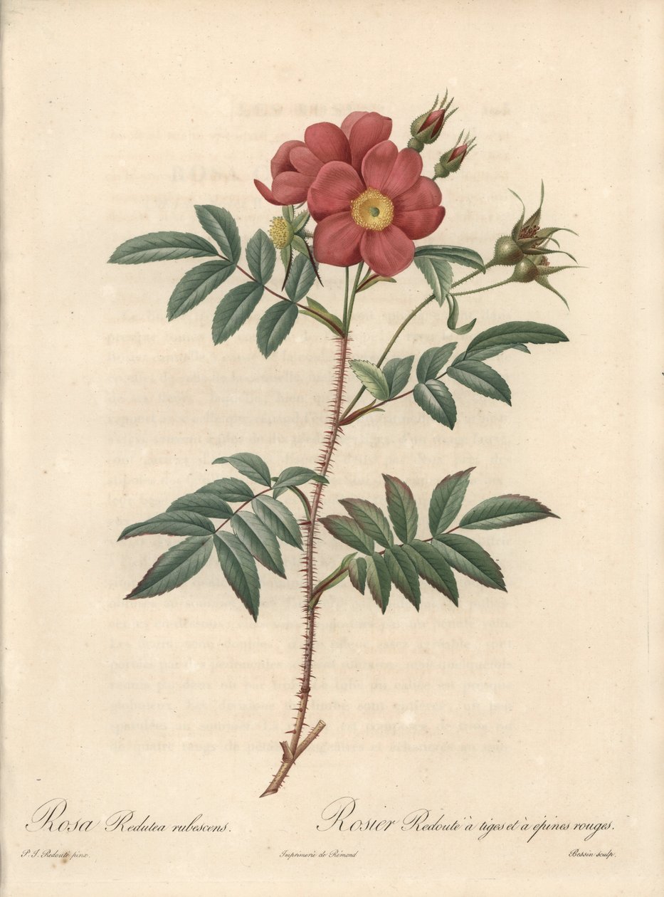 Brilliant Rose - Eau forte de Bessin, perustuu Pierre Joseph Redouten (1759-1840) kuvitukseen Les Rosesista tekijältä Pierre Joseph Redouté