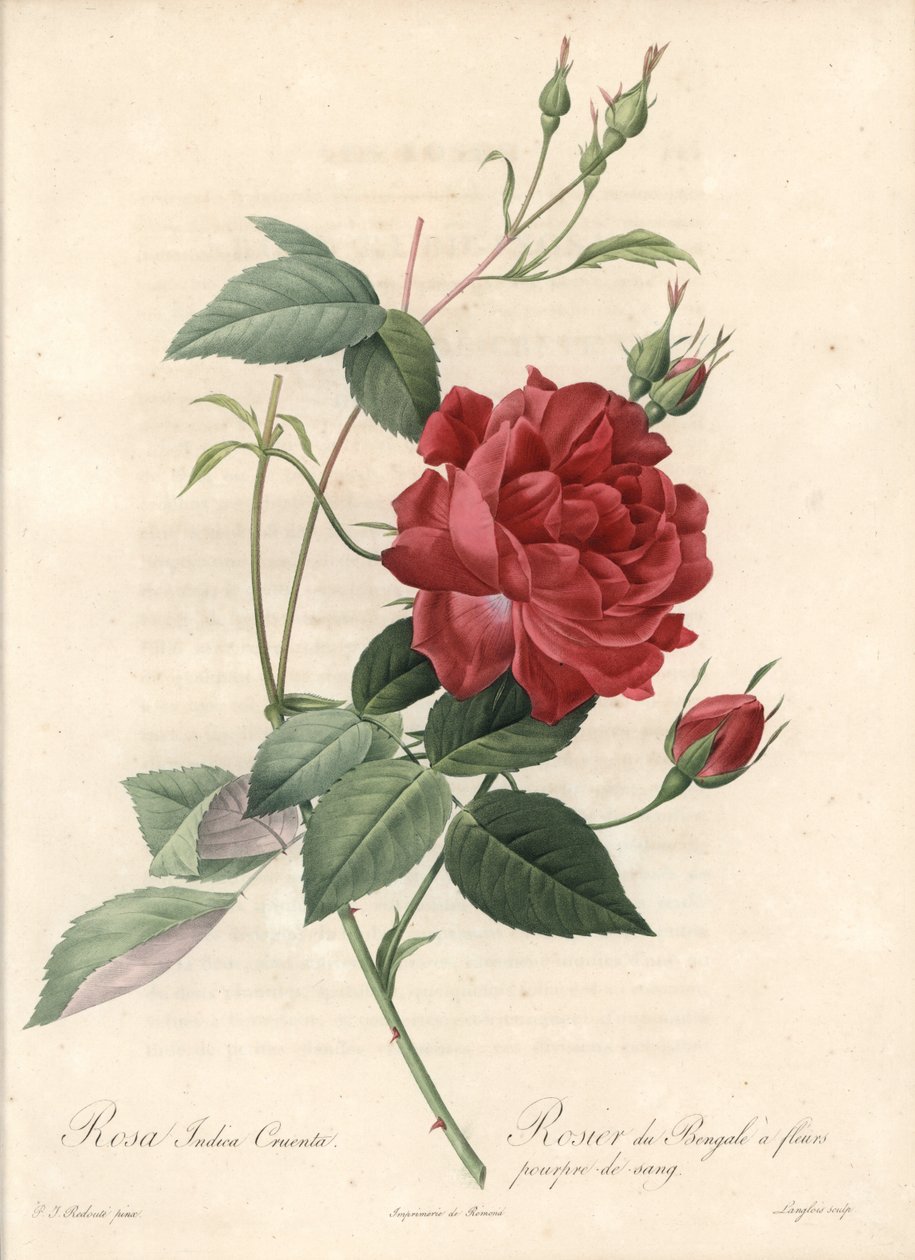 Chinese Rose - Eau forte de Langlois, perustuu Pierre Joseph Redouten (1759-1840) kuvaan Les Rosesista tekijältä Pierre Joseph Redouté