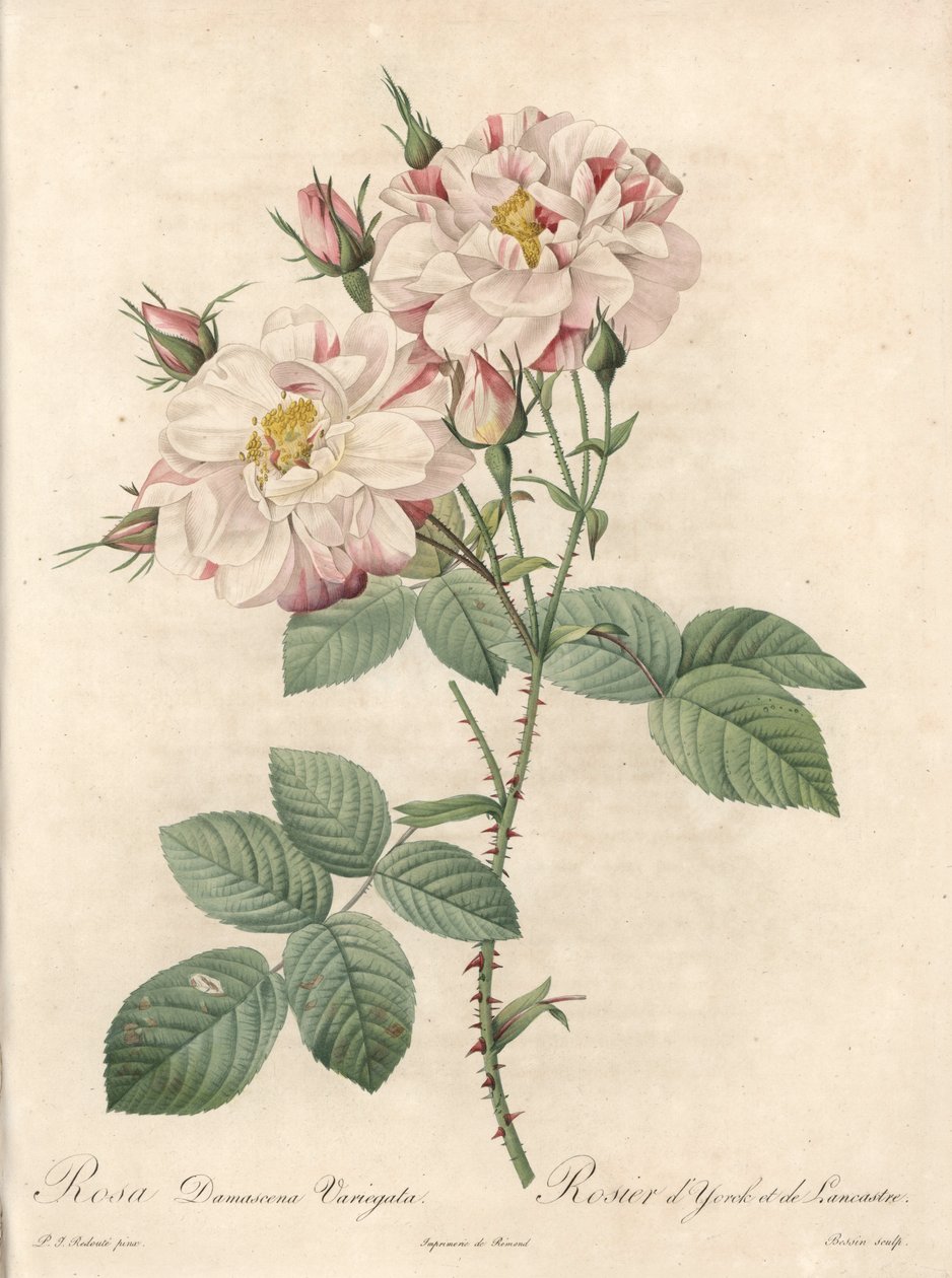 Damaskosruusu, York- ja Lancaster-lajike - Bessinin etsaus Pierre Joseph Redouten (1759-1840) kuvituksesta Les Rosesista tekijältä Pierre Joseph Redouté