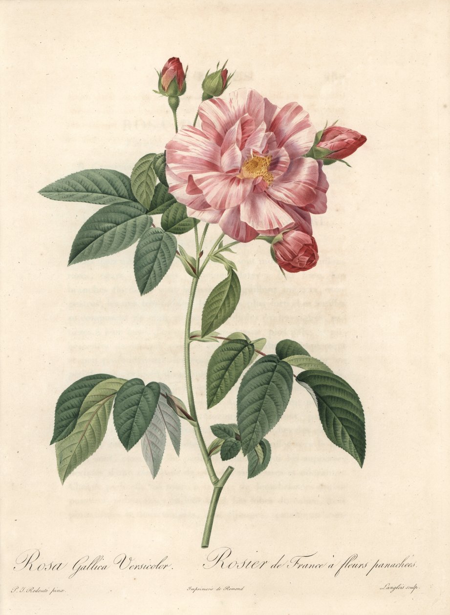 Ranskan ruusu tai Provinsin ruusu, lajike versicolor - Langloisin etsaus, Pierre Joseph Redouten (1759-1840) kuvituksesta, ote Les Rosesista tekijältä Pierre Joseph Redouté