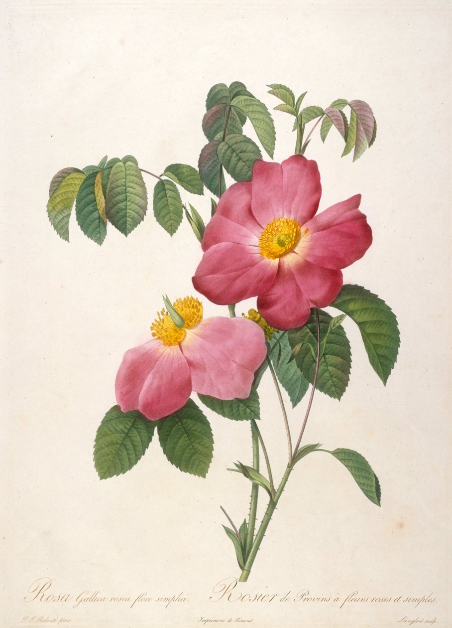 Provinsin ruusupensas La Couronne de rosesista, 1817-1824. tekijältä Pierre Joseph Redouté