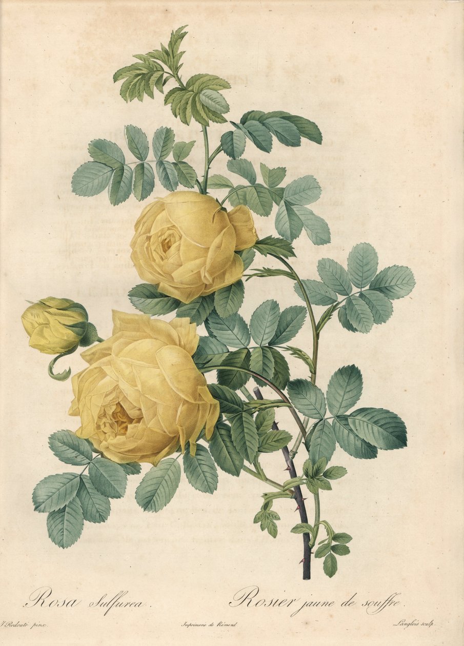 Rosier des Turks - Eau forte de Langlois, perustuu Pierre Joseph Redouten (1759-1840) kuvitukseen Les Rosesista tekijältä Pierre Joseph Redouté