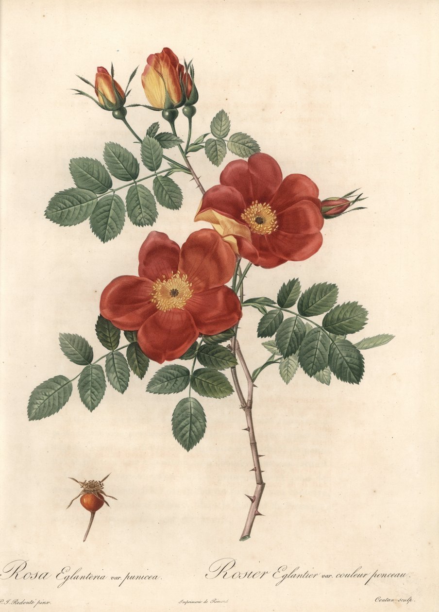 Itävallan ruusuinen fetide tai kokkare - Eau forte de Coutan, perustuu Pierre Joseph Redouten (1759-1840) kuvaan Les Rosesista tekijältä Pierre Joseph Redouté