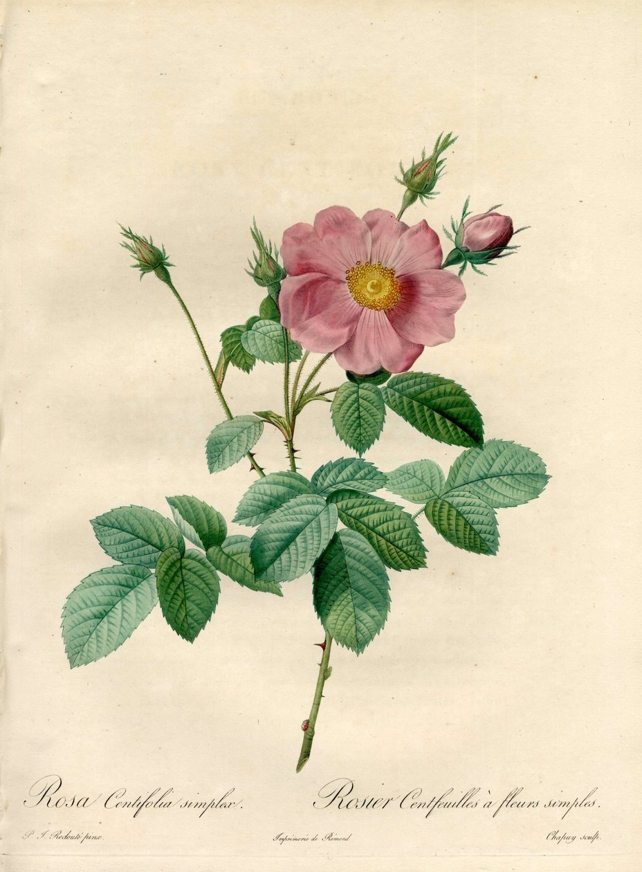 Ruusuisemmat satalehteä yksinkertaisilla kukilla - Eau forte de Chapuy, Pierre Joseph Redouten (1759-1840) kuvituksesta Les Rosesista tekijältä Pierre Joseph Redouté