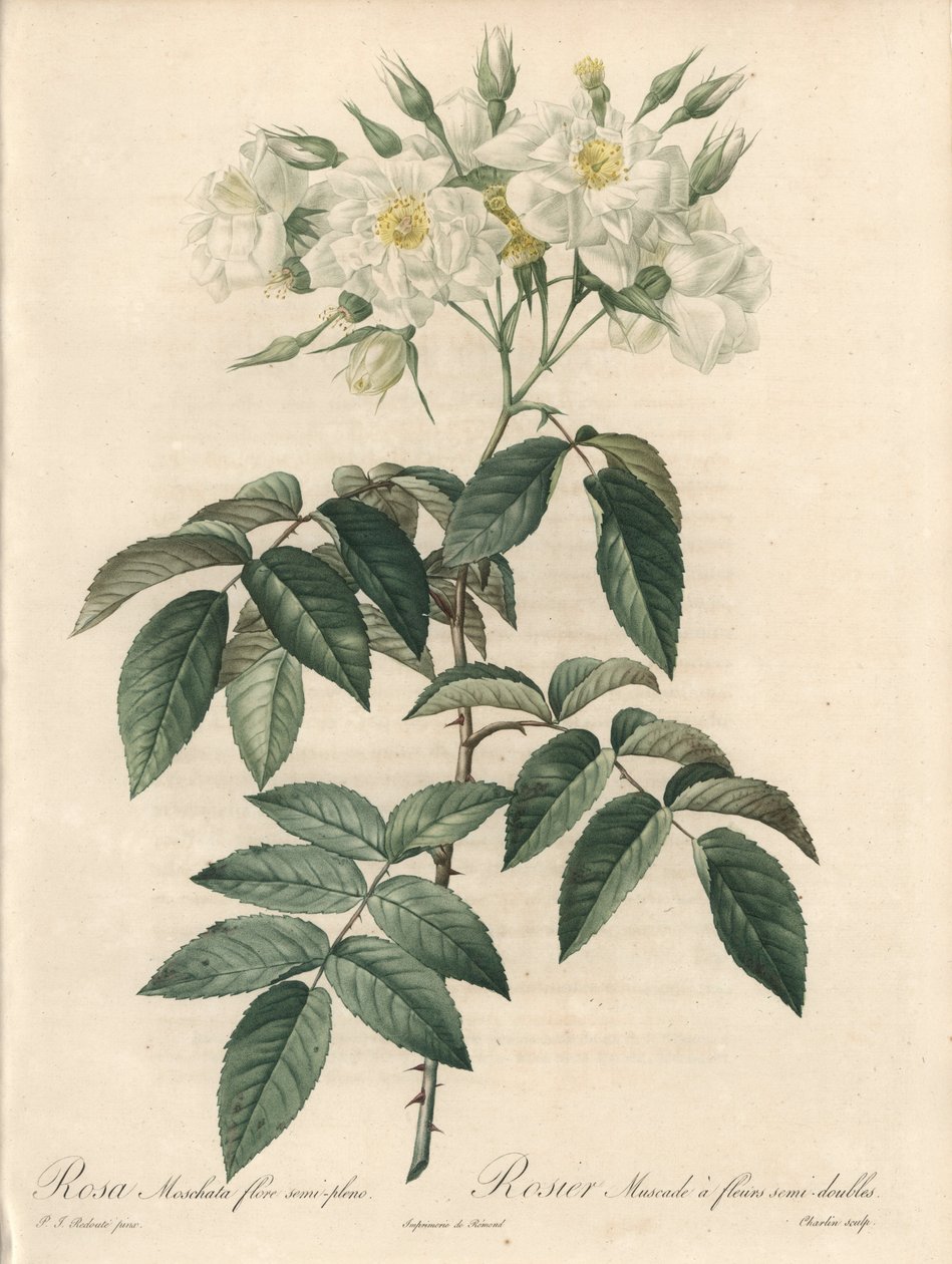 Myskiruusu, kaksinkertaiset kukat - Charlinin etsaus, Pierre Joseph Redouten (1759-1840) kuvituksesta, ote Les Rosesista tekijältä Pierre Joseph Redouté