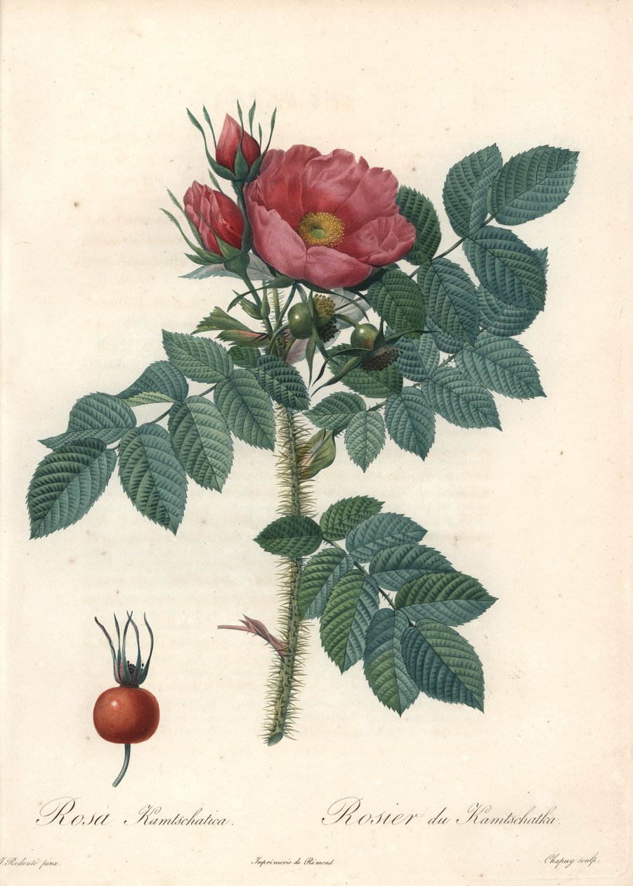 Karkea ruusu tai Kamtšatkan ruusu - Chapuyn etsaus Pierre Joseph Redouten (1759-1840) kuvituksesta Les Rosesista tekijältä Pierre Joseph Redouté