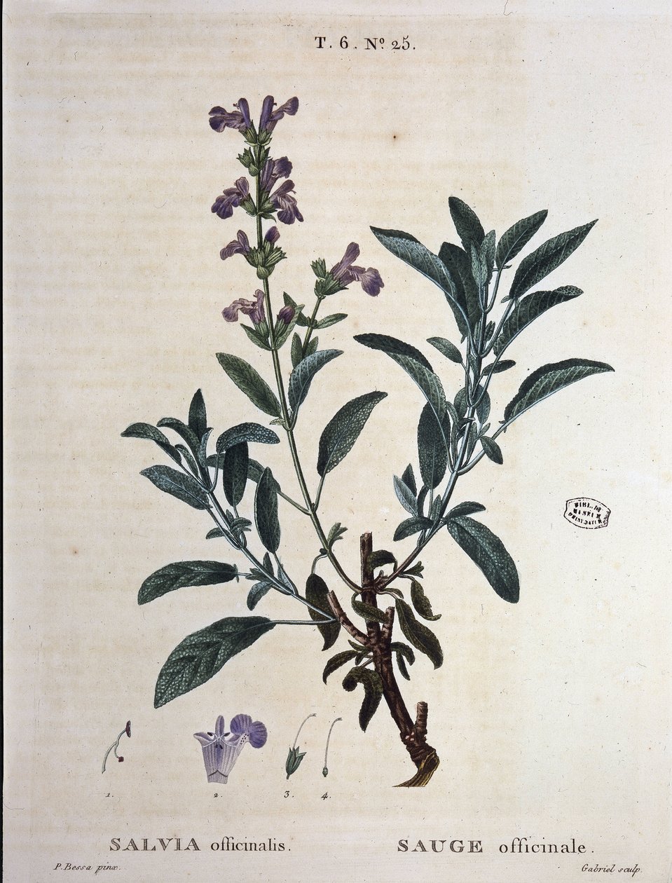 Sage officinalis - teoksessa "" New Duhamel tai tutkielma puista ja pensaista, jotka kasvavat Ranskassa", P.J. Redoutén ja P. Bessan piirustukset, Pariisi tekijältä Pierre Joseph Redouté