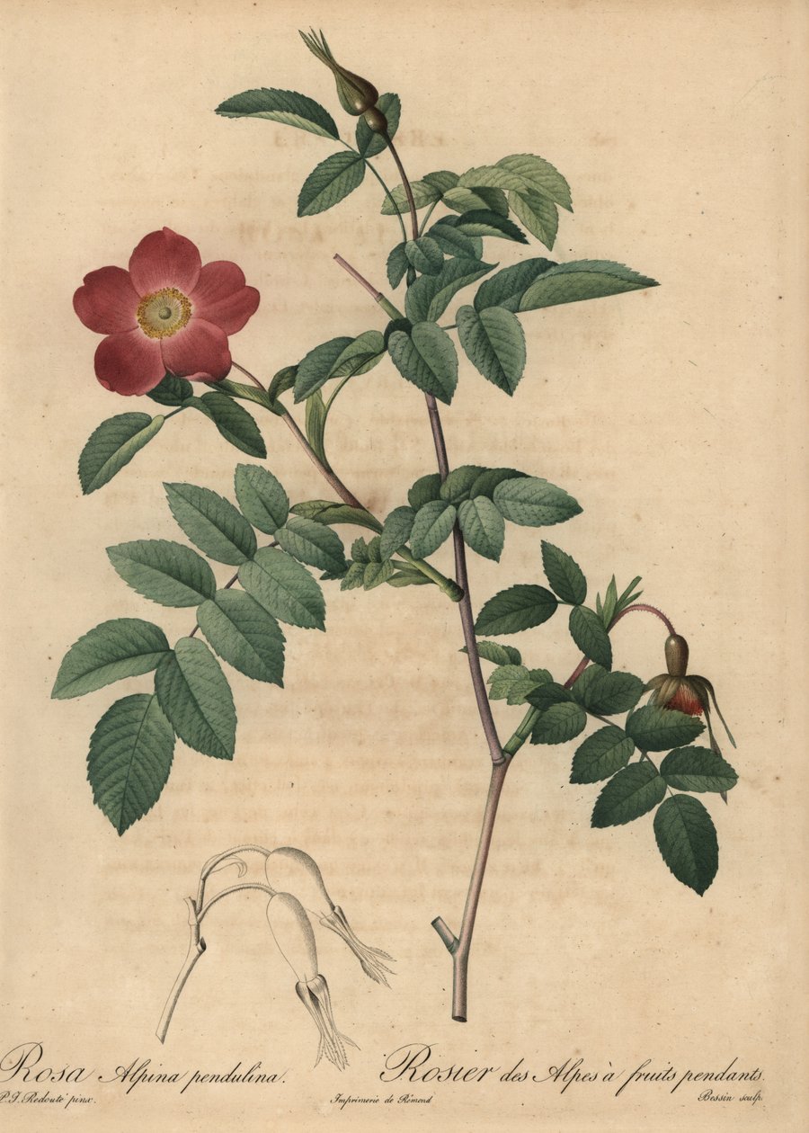 Scarlet alppiruusu, Rosa pendulina tekijältä Pierre Joseph Redouté