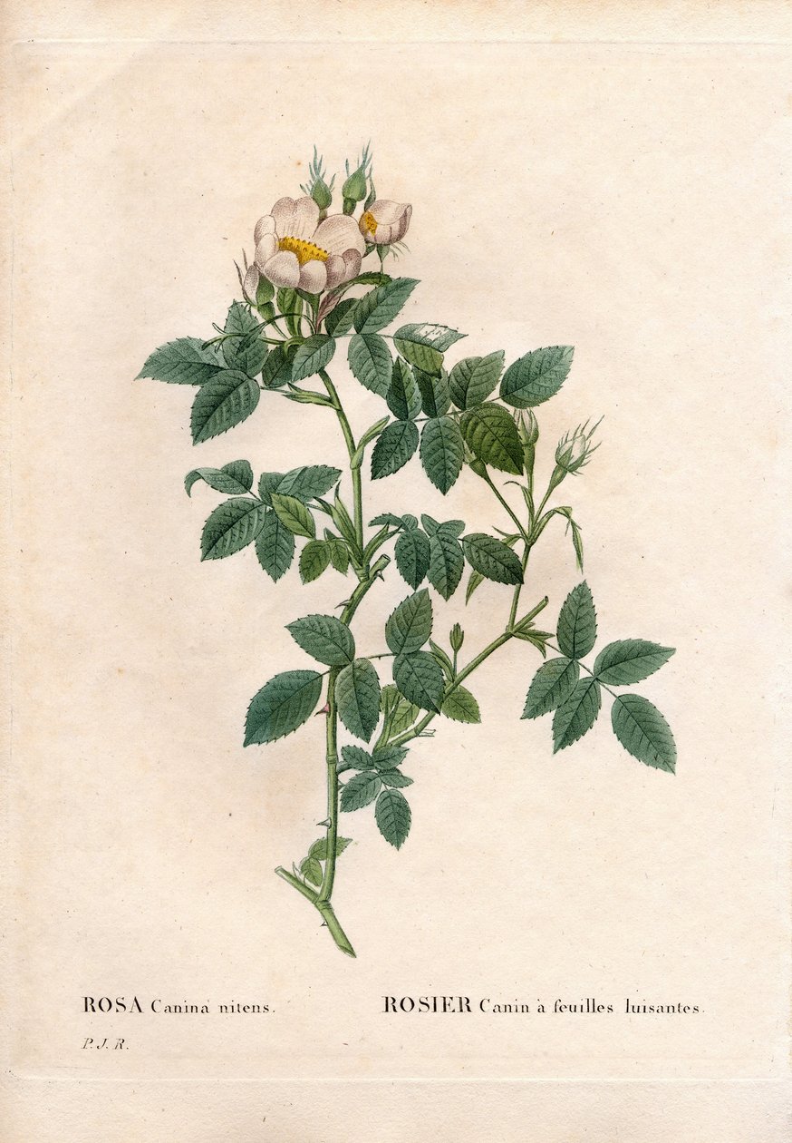 Kiiltävälehtinen koiraruusu, Rosa canina -lajike, Canine ruusu kiiltävällä lehdellä. Käsinvärinen pistekuparikaiverrus Pierre Joseph Redouten teoksesta Les Roses, Paris tekijältä Pierre Joseph Redouté