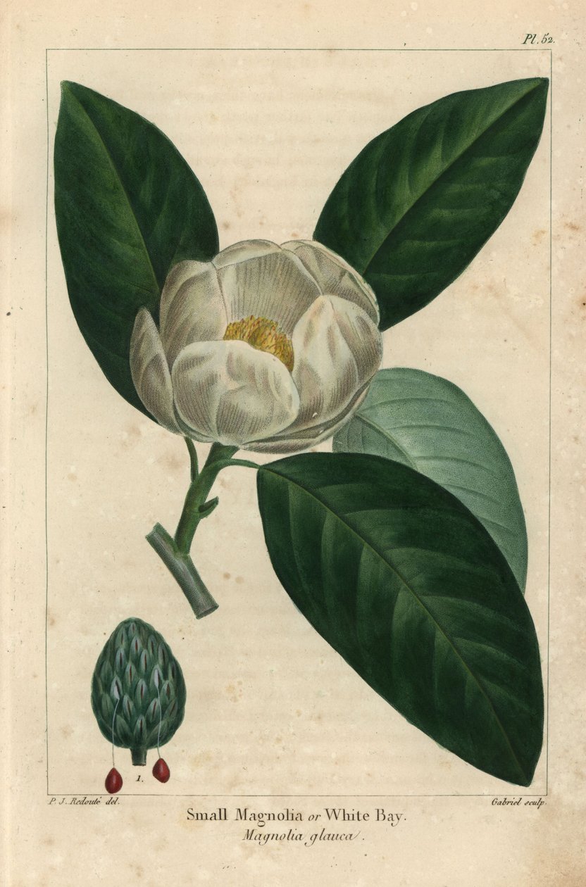 Pieni magnoliapuu tai valkoinen lahti, Magnolia glauca (kaiverrus) tekijältä Pierre Joseph Redouté