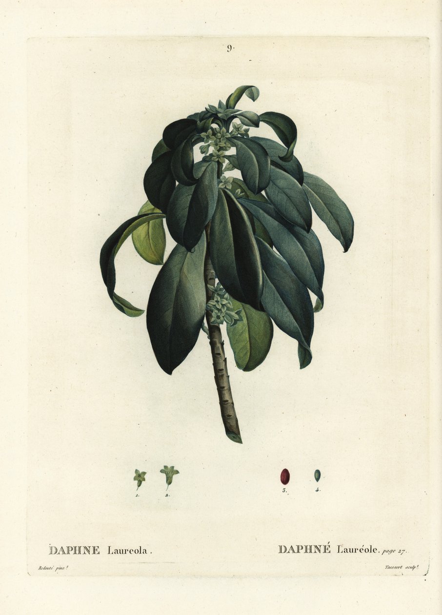 Spurge laurel, Daphne laureola. Tassaertin käsinvärinen pistekaiverrus Pierre-Joseph Redouten kuvituksen jälkeen Henri Louis Duhamel du Moncelin Treat des Trees et Shrustesista, Pariisista tekijältä Pierre Joseph Redouté